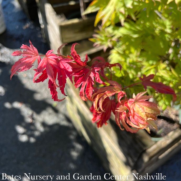 #6 Acer japonica Rising Sun/ Fullmoon Maple