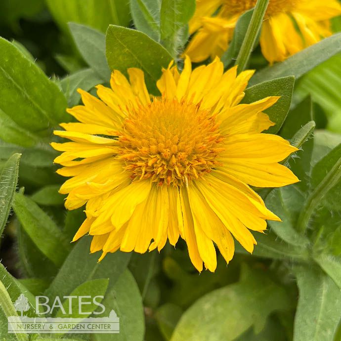 #1 Gaillardia Mesa Yellow/ Blanket Flower