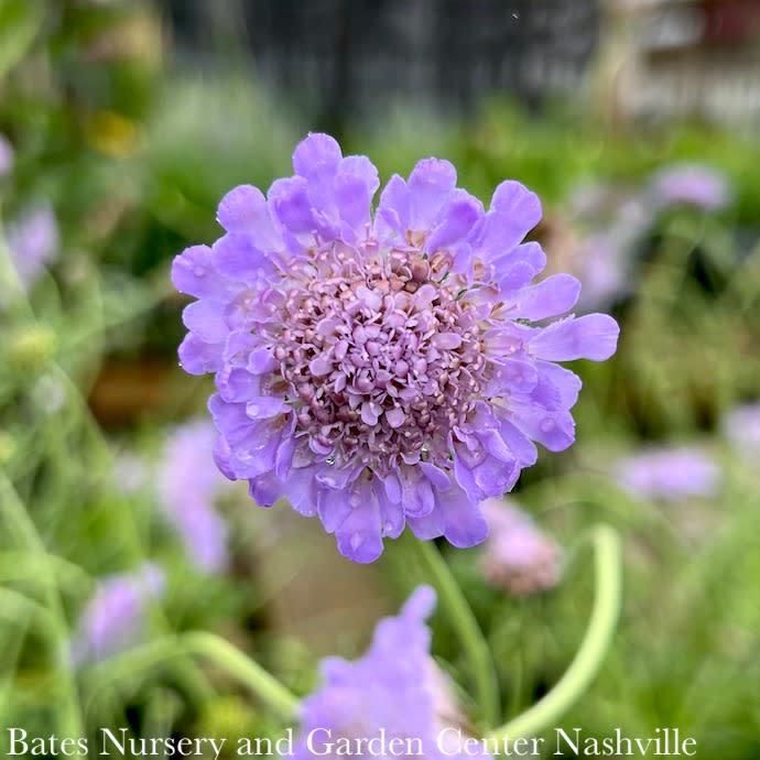 #1 Scabiosa col Butterfly Blue/ Pincushion Flower