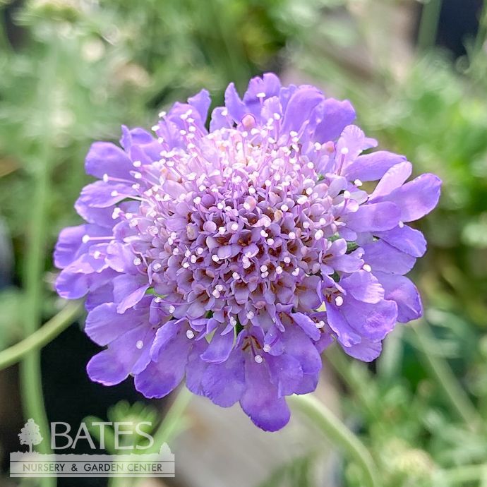 QP Scabiosa col Butterfly Blue/ Pincushion Flower
