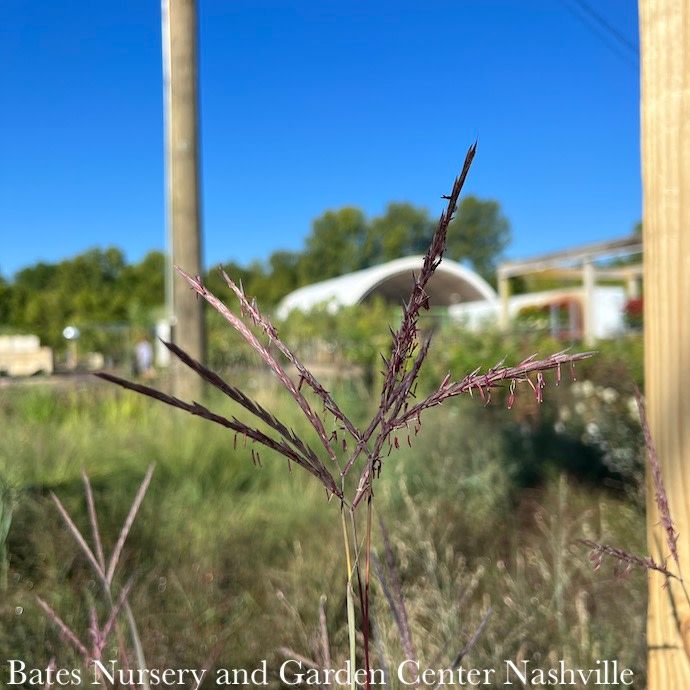 #3 Grass Andropogon ger Holy Smoke/ Big Bluestem Native (TN)