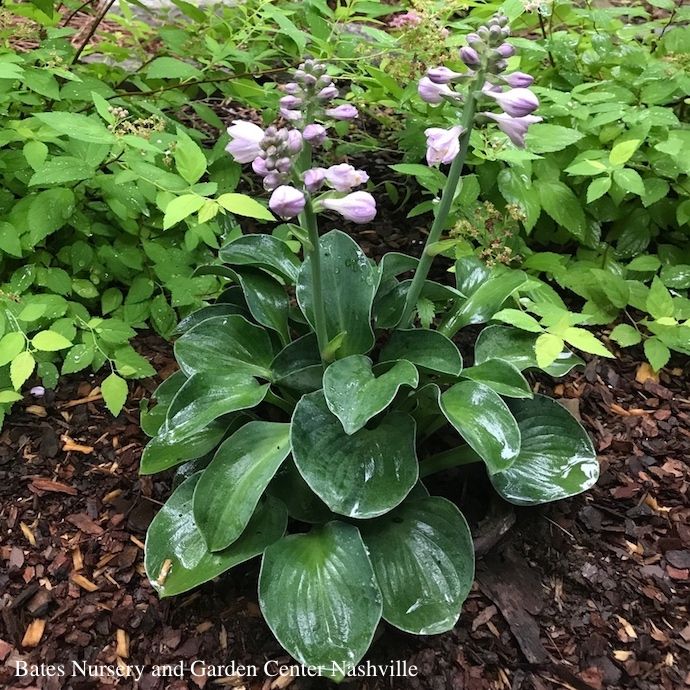 QP Hosta x Blue Mouse Ears/ Dwarf