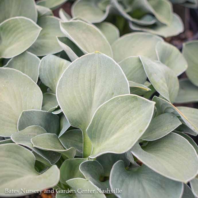QP Hosta x Blue Mouse Ears/ Dwarf