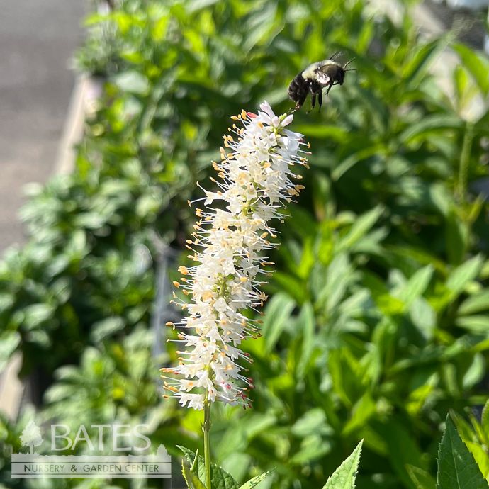 #1 Veronicastrum virginicum/ Culver&#39;s Root Native (TN)