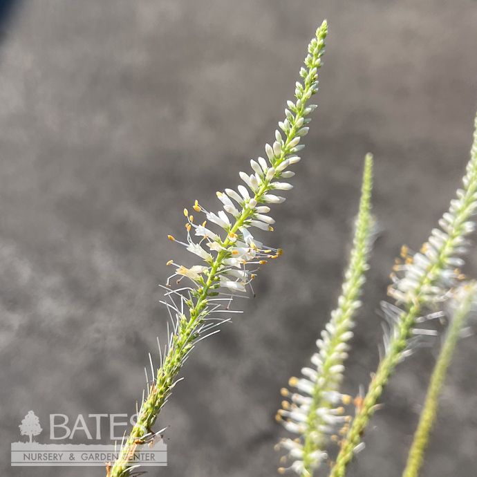 #1 Veronicastrum virginicum/ Culver&#39;s Root Native (TN)