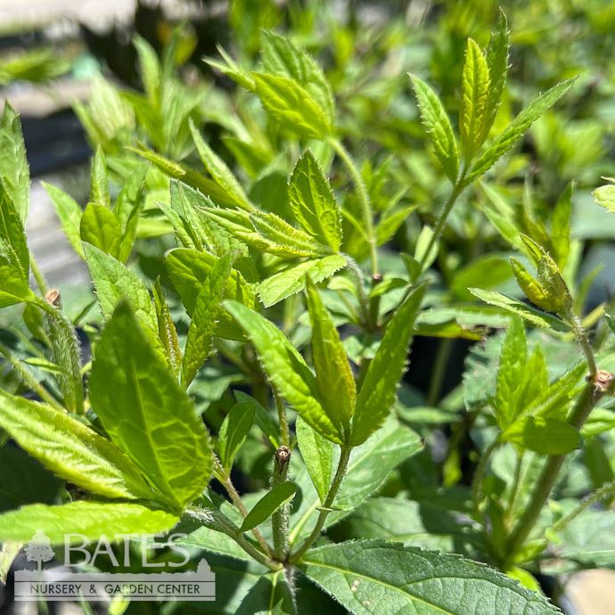 #1 Veronicastrum virginicum/ Culver&#39;s Root Native (TN)
