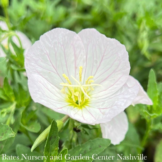 #1 Oenothera speciosa Siskiyou/ Mexican Pink Evening Primrose Native (TN)