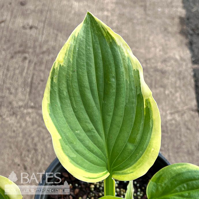 #1 Hosta Fragrant Dream/ Variegated Green, White