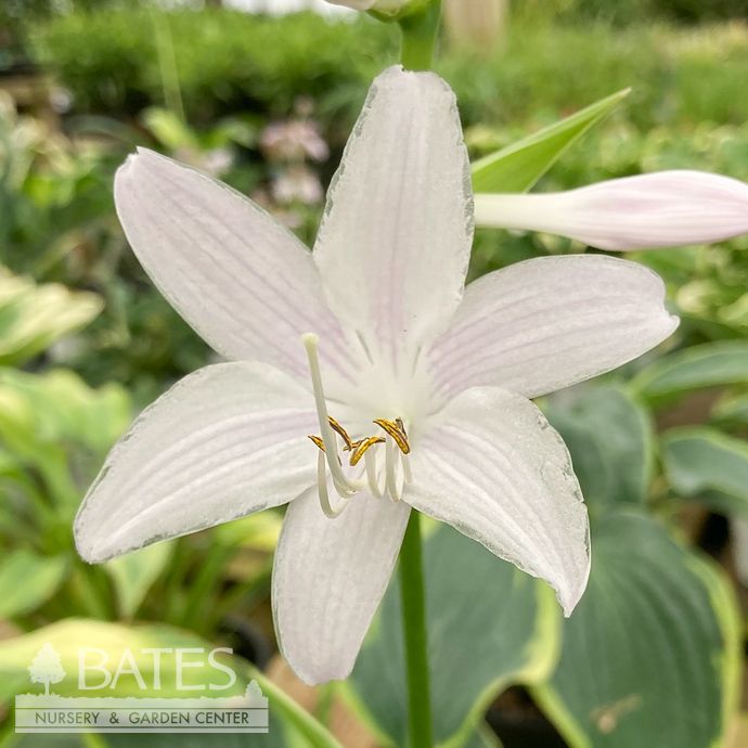 #1 Hosta Fragrant Dream/ Variegated Green, White