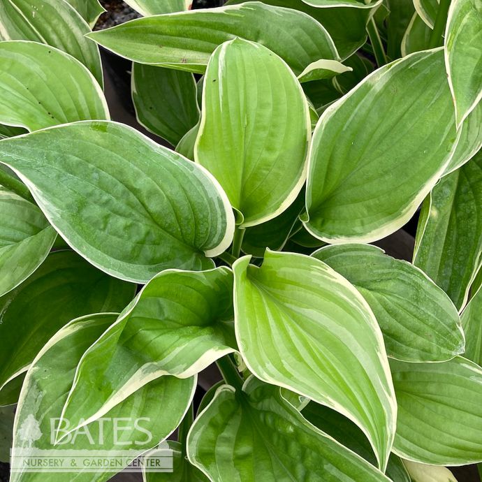 #1 Hosta Frozen Margarita/ Green, Yellow Variegated