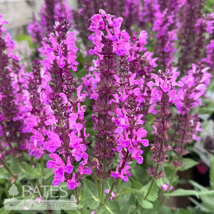 #1 Salvia nem Rose Marvel/ Meadow Sage