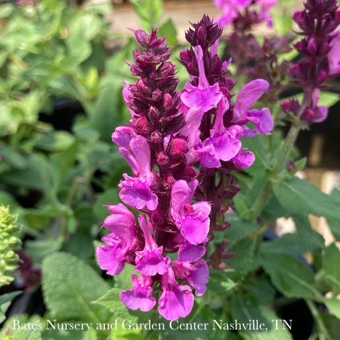 #1 Salvia nem Rose Marvel/ Meadow Sage