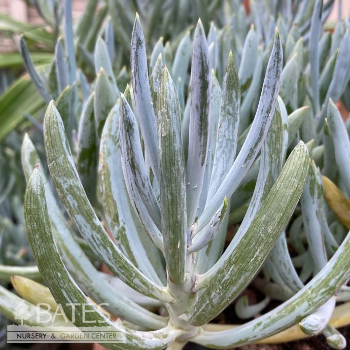 Tropical #1 Senecio talinoides var. mandraliscae/ Blue Finger