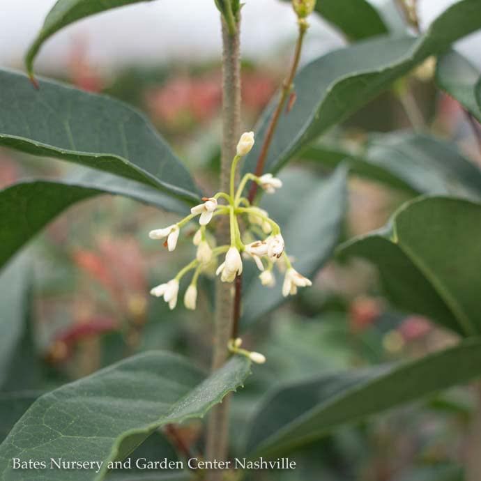 #1 Osmanthus fragrans/ Tea Olive Fragrant - No Warranty