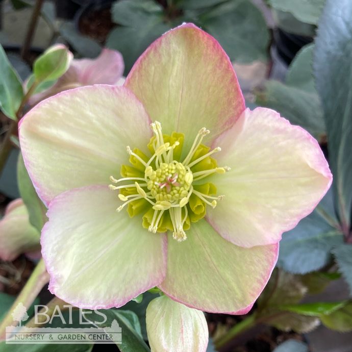 #1 Helleborus Ice N&#39; Roses &#39;Rosali&#39;/ Red White Lenten Rose