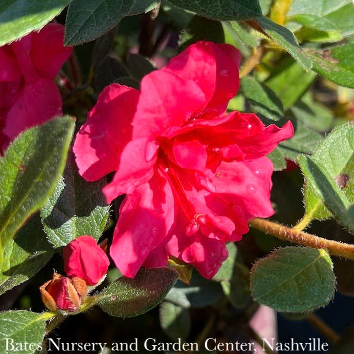 #3 Azalea x Encore Autumn Rouge/ Repeat Pink