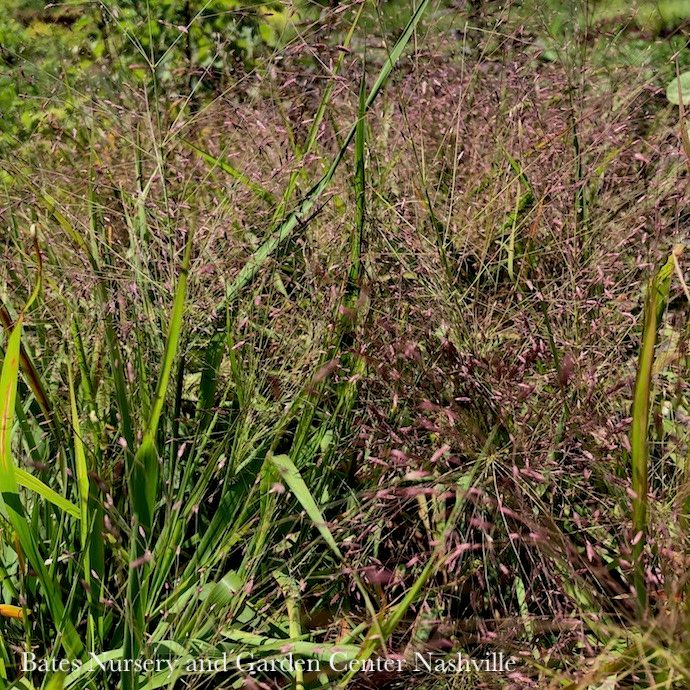 #1 Grass Eragrostis spectabilis AB/ Purple Love Native (TN)
