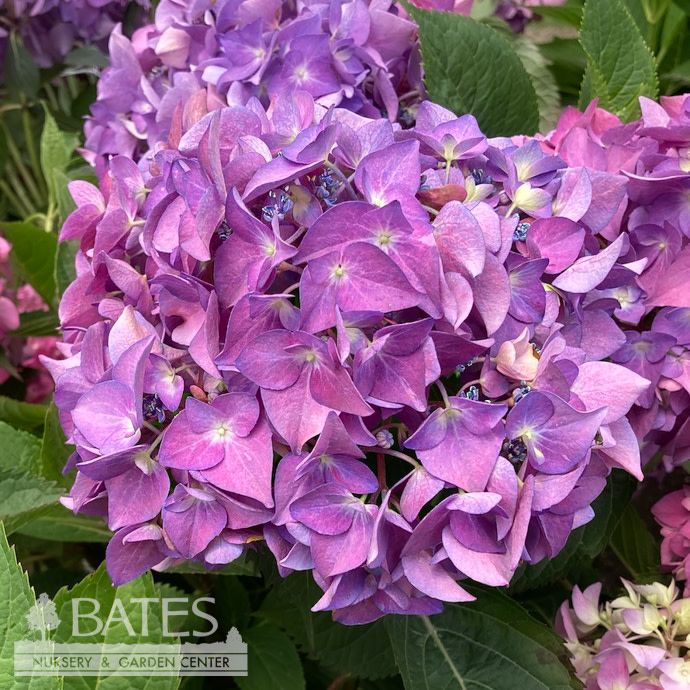 #3 Hydrangea mac Let&#39;s Dance &#39;Arriba!&#39;/ Bigleaf/ Mophead Rebloom Blue to Pink