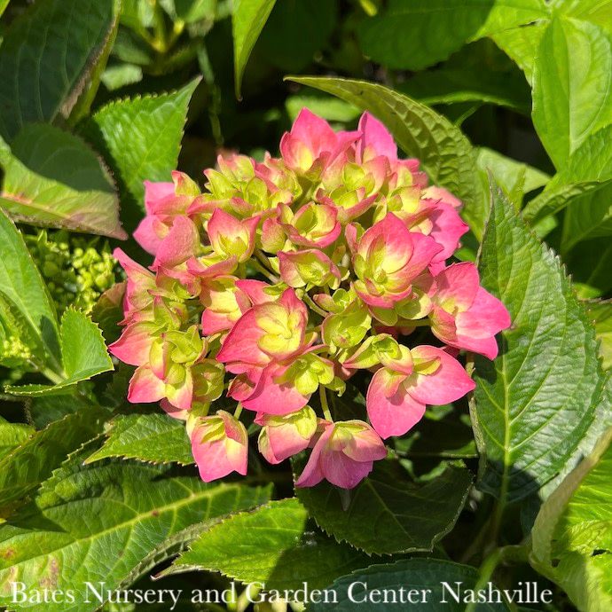 #3 Hydrangea mac Let&#39;s Dance &#39;Arriba!&#39;/ Bigleaf/ Mophead Rebloom Blue to Pink