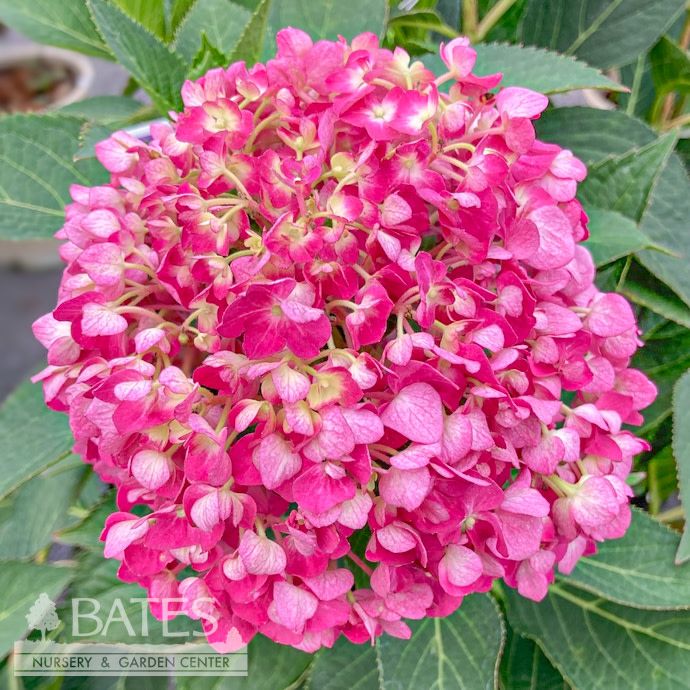 #3 Hydrangea mac Let&#39;s Dance &#39;Arriba!&#39;/ Bigleaf/ Mophead Rebloom Blue to Pink