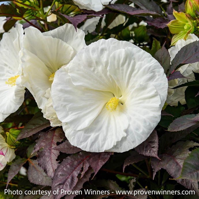 #1 Hibiscus x PW Summerific Cookies and Cream/ Hardy White