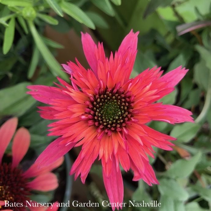 #1 Echinacea x PW Double Scoop &#39;Raspberry&#39;/ Pink Coneflower