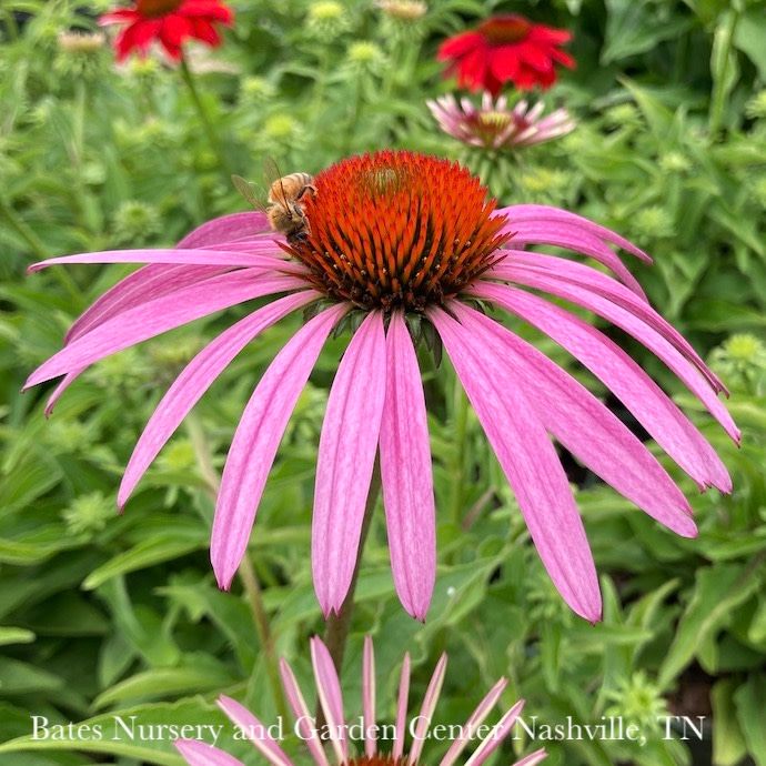 #1 Echinacea pur Pollynation Mix/ Coneflower Native (TN)