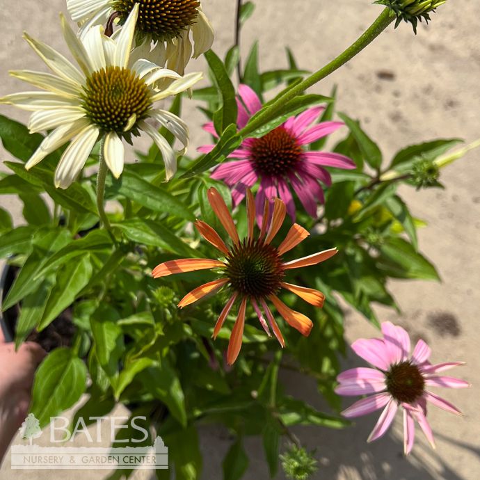 #1 Echinacea pur Pollynation Mix/ Coneflower Native (TN)
