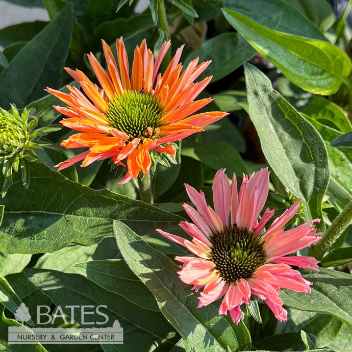 #1 Echinacea x Sunseekers &#39;Double Salmon&#39;/ Coneflower
