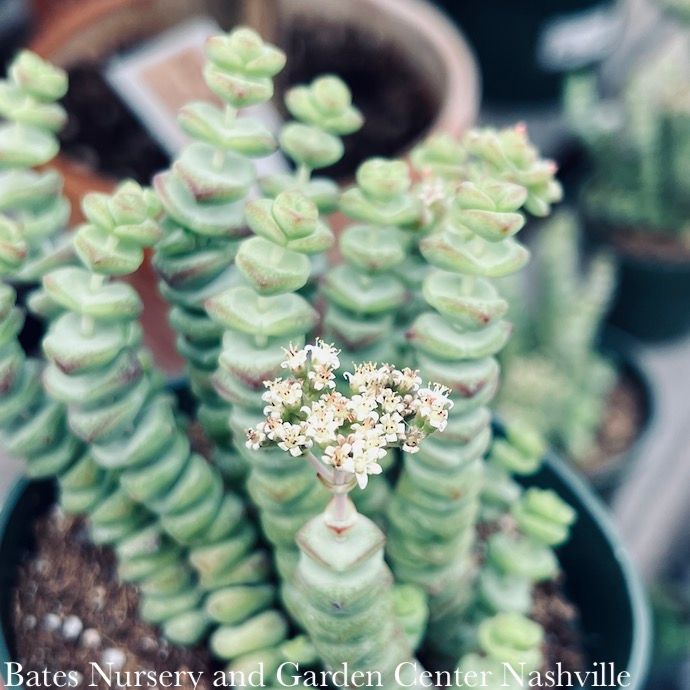 6p! Crassula Baby&#39;s Necklace / Jade Plant Succulent /Tropical