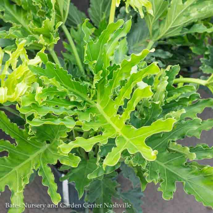 6p! Philodendron Selloum Hope / Thaumatophyllum bipinnatifidum /Tropical