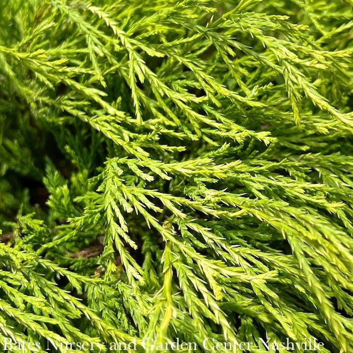 #2 Chamaecyparis pis Golden Mop/ Threadleaf Falsecypress