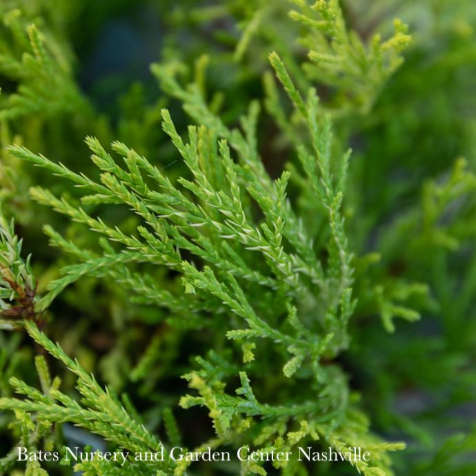#2 Chamaecyparis pis Golden Mop/ Threadleaf Falsecypress
