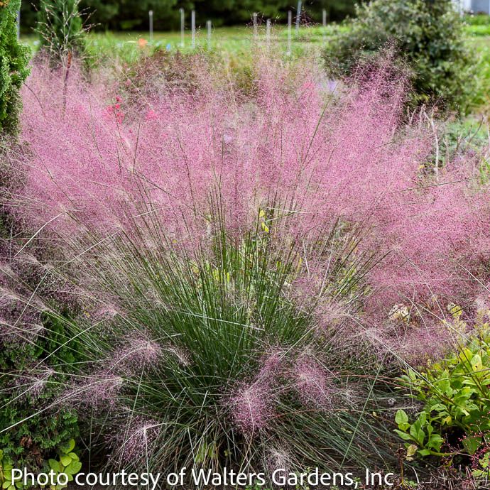 #1 Grass Muhlenbergia rev Undaunted/ Ruby Muhly
