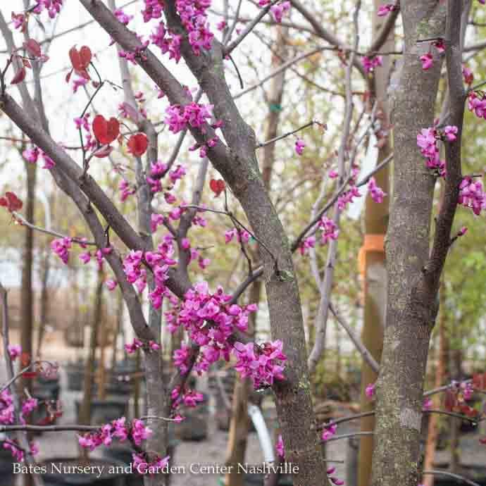#5 Cercis x Merlot/ Purple Foliage Redbud