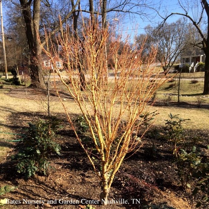 #6 Acer pal Bihou/ Upright Yellow-Green Japanese Maple