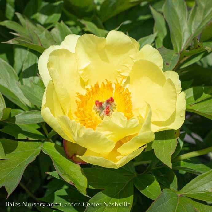 #3 Paeonia Sequestered Sunshine/ Semi-Dbl Yellow Itoh Peony