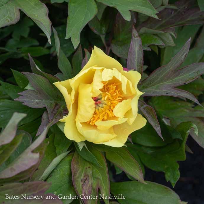 #3 Paeonia Sequestered Sunshine/ Semi-Dbl Yellow Itoh Peony