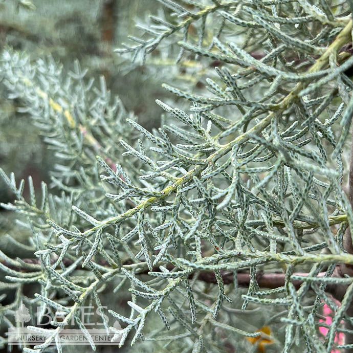 #6 Cupressus arizonica var glabra Blue Pyramid/ Blue Arizona Cypress
