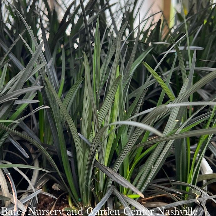 #1 Ophiopogon plan Nigrescens/ Black Mondo Grass