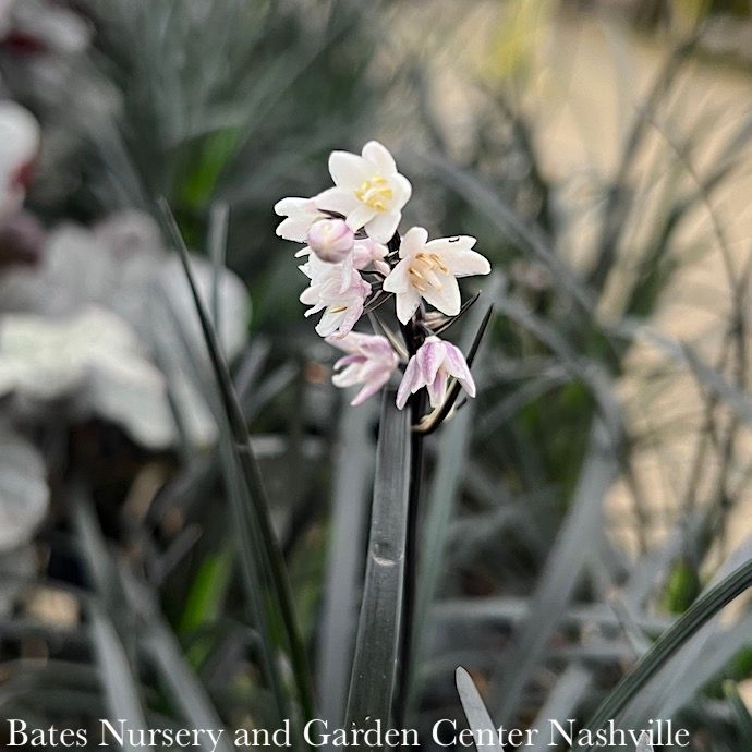 #1 Ophiopogon plan Nigrescens/ Black Mondo Grass