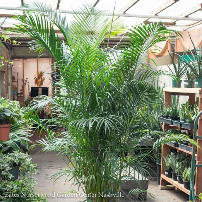 14p! Palm Dypsis lutescens PREMIUM/ Areca Palm /Tropical