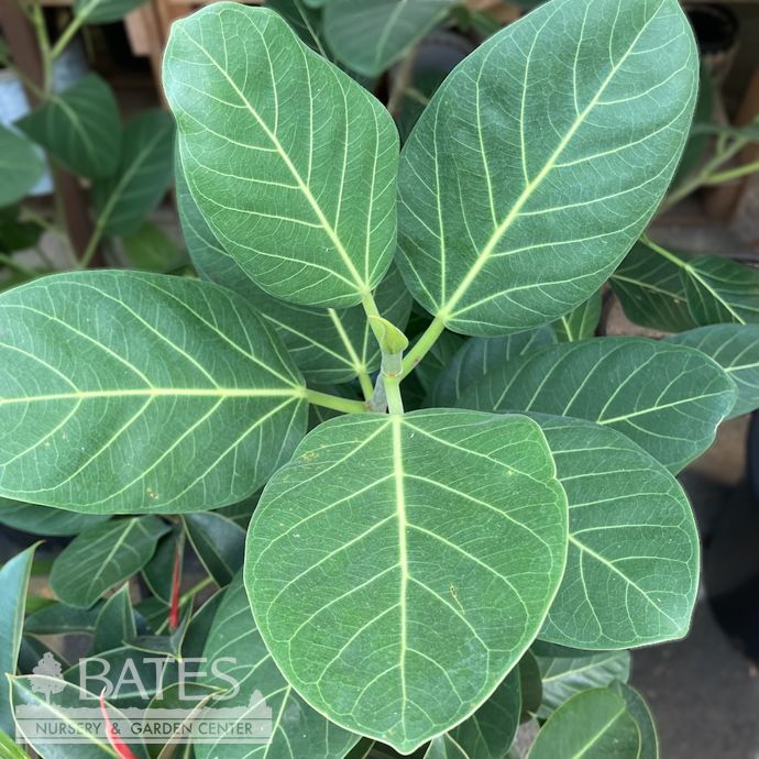 17p! Ficus Audrey Character 7-8' /Tropical