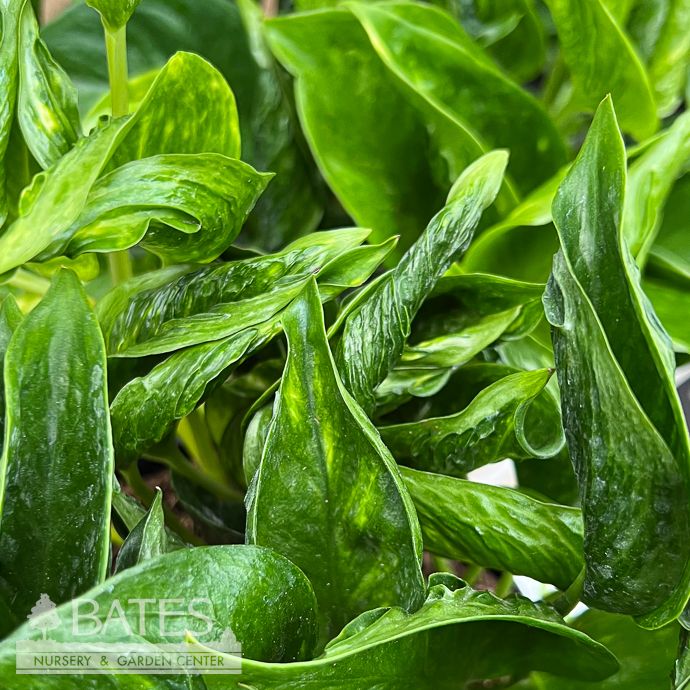 6p! Pothos Epi Shangri La /Devil&#39;s Ivy /Tropical