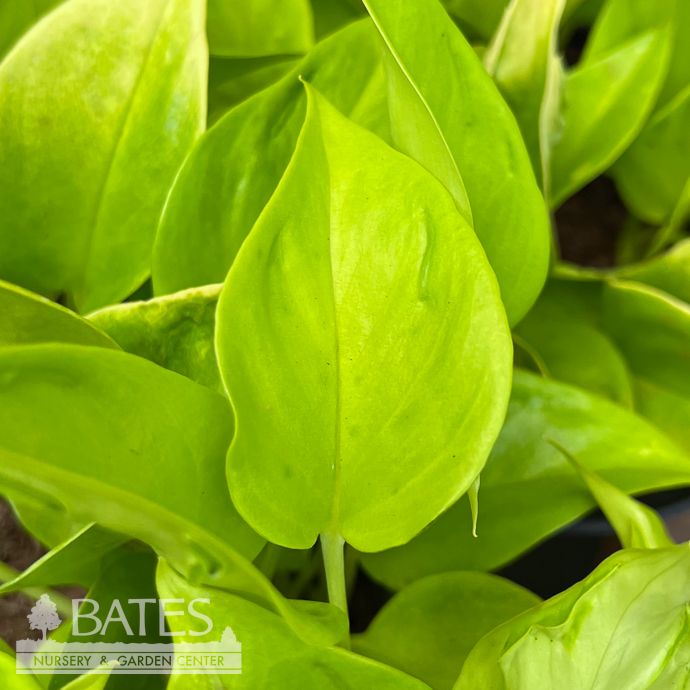 6p! Pothos Epi Champs Elysees /Devil&#39;s Ivy /Tropical