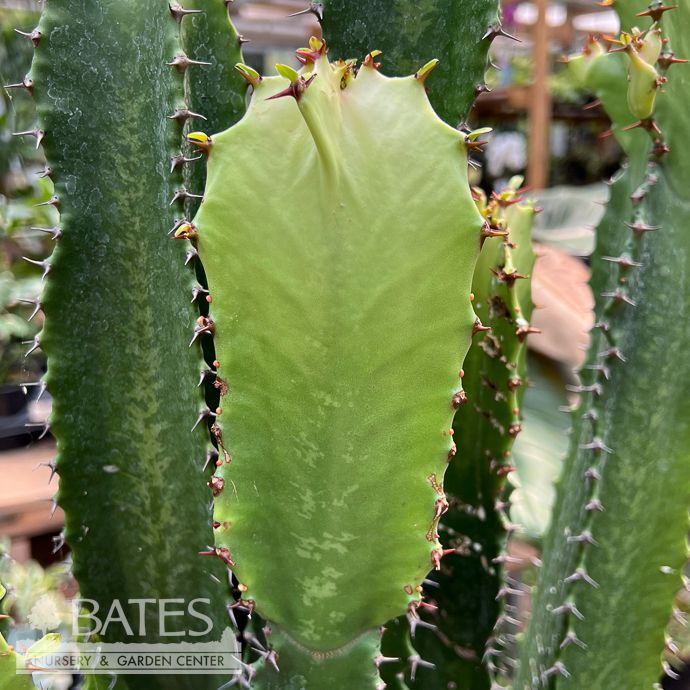 12p! Cactus - Euphorbia Eritrea /Tropical
