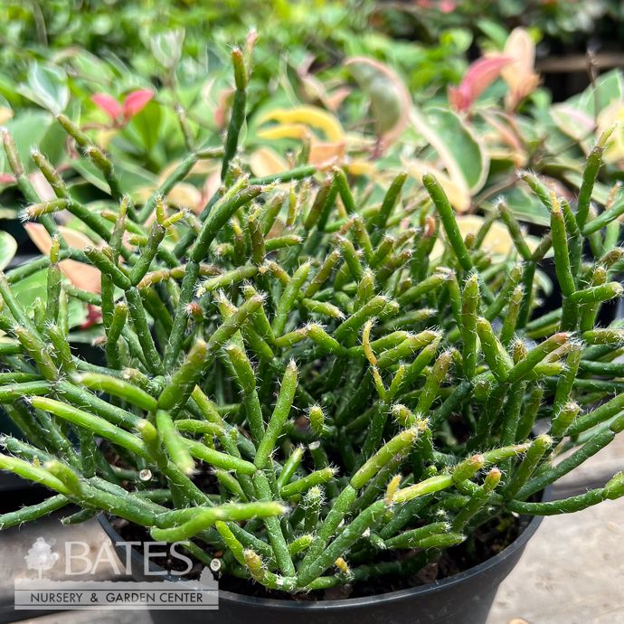 6p! Rhipsalis Mistletoe/ Jungle Cactus /Tropical