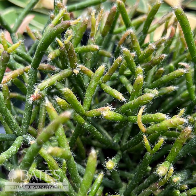 6p! Rhipsalis Mistletoe/ Jungle Cactus /Tropical