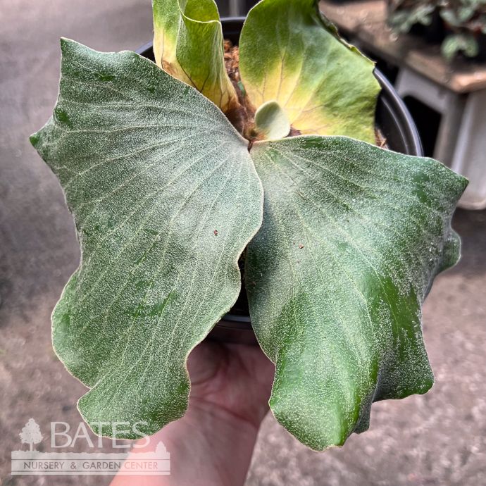 6p! Fern - Platycerium elephantotis / Elephant Ear Staghorn /Tropical