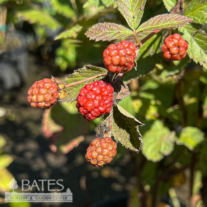 Edible #2 Rubus spp Arapaho/ Thornless Blackberry
